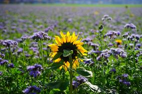 Sunflower Flower Yellow
