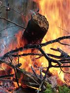 terrible fire in the woods