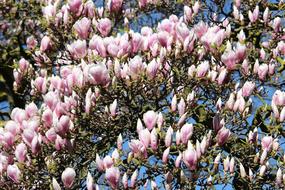 Flower Garden Nature