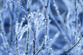 Frost Winter Nature