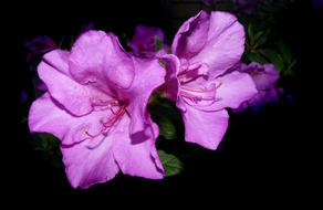 Azalea Mauve