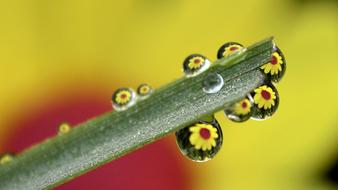 Dew Morning Sunflower