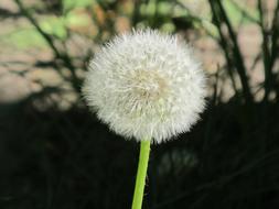 Dandelion Nuns Plant