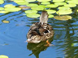 Duck Water Bird Pond