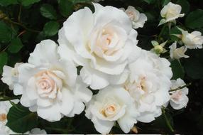 a bouquet of white flowers at home
