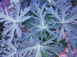 Asian Background Botany