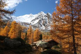 Nature Wood Landscape