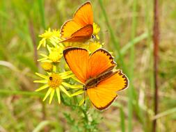 Nature Flower At The Court Of