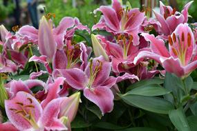 Pink Lily Lilies
