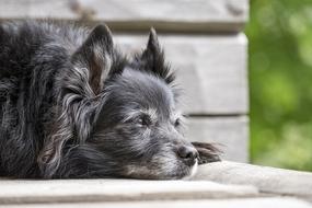 Animal Dog Pet