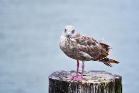 Nature Bird Wildlife