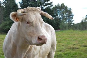 Lawn Field Livestock