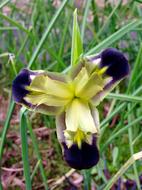 Iris Flower Widow