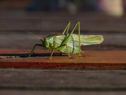 Grasshopper Green Macro