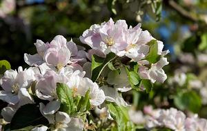 Apple Blossom Pink Fruit Tree