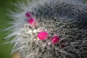 Cactus Flower Plant Pink