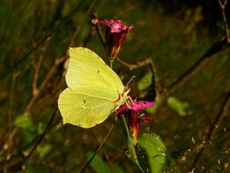Nature Flower Butterfly Day