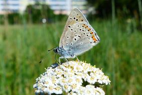 Nature At The Court Of Summer