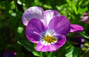 Nature Flower Pansy