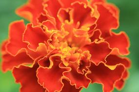 Marigold Flower Nature