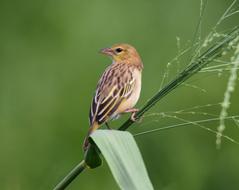 Golden-Back Weaver Nature Wildlife