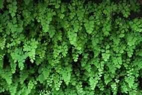 Leaf Environment Plant Kinds Of