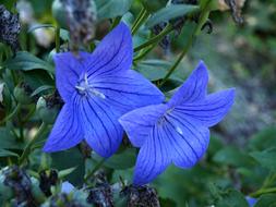 Flowers Garden