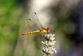 dragonfly on a beautiful flower