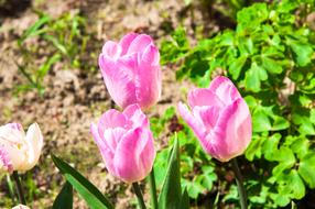 Tulips Tulip Flowers