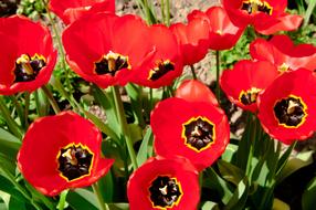 Tulips Tulip Flowers