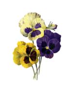 Flower Vintage Pansy