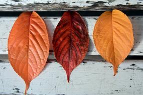 Leaves Autumn Fall Foliage Golden