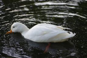 The Birds Feather Nature