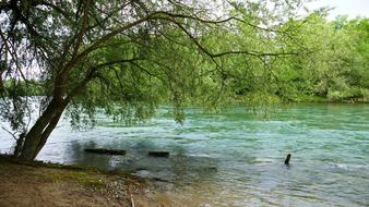 long river by the forest