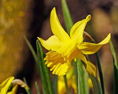 Narcissus Daffodil Blossom