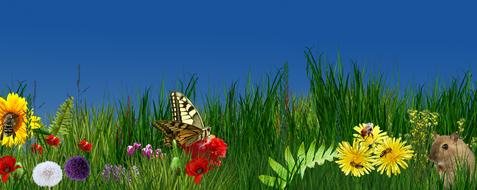 Nature Flower Summer