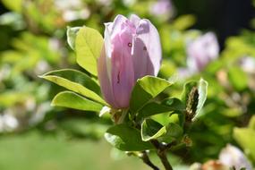 Flower Spring Flowering