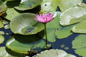 Pool Lotus Lily