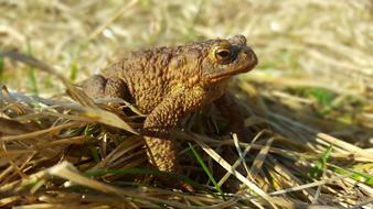 Nature Animals Grass