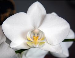 White Blossom Bloom Close