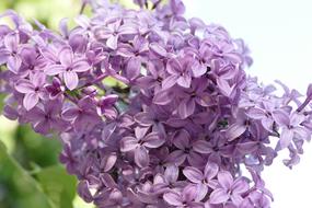 purple flowers bouquet beautifully