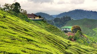 Tea Plantation Cameron