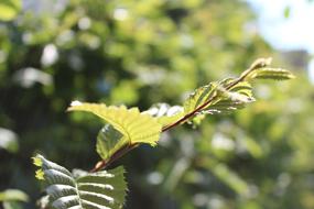 branch with a leaf in the sunlight