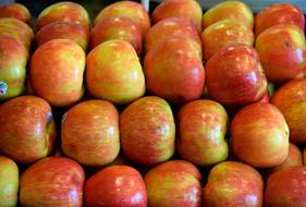 colorful beautiful apples
