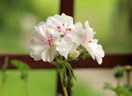 Geranium Flowerpots White Flower