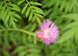 Cornflower Driakiewnik A Flower