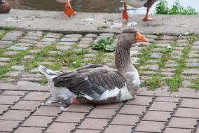 Goose Nature Bird Feathered