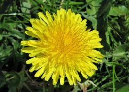 Dandelion Weed Yellow