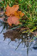 Leaf Autumn Puddle