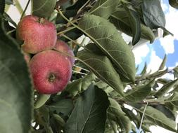 fresh apples on a tree